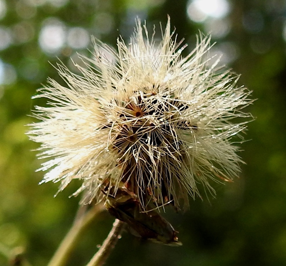 Hieracium sect. Tridentata - tankikeltanoiden mykerö avautuu hedelmistön kypsyttyä haiven- ja pähkyläpalloksi. EH, Hämeenlinna, Loimalahti, Kuokkamaa, Ali-Raakkulantieltä kohti Sammontietä metsämaastossa kulkevan kevytväylän laide, 11.8.2025. Copyright Hannu Kämäräinen.