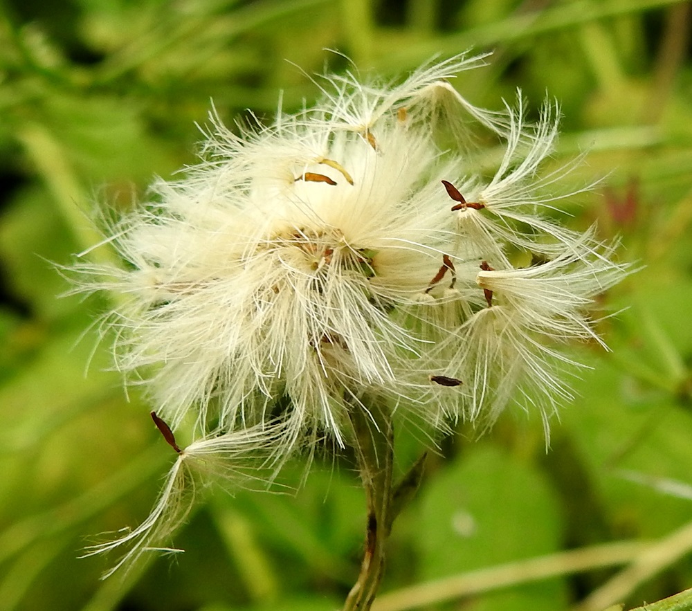 Picris hieracioides - keltanokitkerön pähkylä on lähinnä sukkulamainen, poikittaisesti hieman rosoharjuinen ja punaruskea. Se on tavallisesti noin 3,5-6 mm pitkä ja noin 1 mm leveä. Sen kärjessä on valkoinen, varreton, noin 8-10 mm pitkä ja hapsihaiveninen pappus eli verhiön muutunnainen, joka auttaa pähkylöitä leviämään tuulen mukana. EH, Hämeenlinna, Loimalahti, Kuokkamaa, Ali-Raakkulantieltä Sammontien päähän vievän kevytväylän laide, 20.8.2025. Copyright Hannu Kämäräinen.