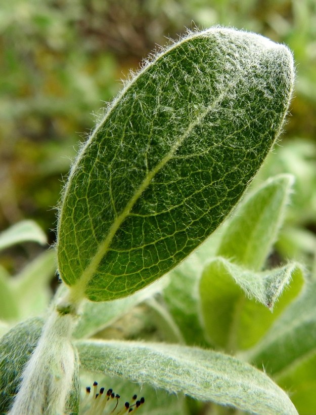 Salix glauca subsp. glauca - norotunturipajun lehtilapa on päältä vihreä tai tummahkonvihreä, ja sen vaalea hapsikarvoitus vaihtelee harvahkosta tiheään. Lehtien korvakkeet puuttuvat. EnL, Enontekiö, Kilpisjärvi, Mallan luonnonpuisto, Iso-Mallan ja Pikku-Mallan välinen, tasainen tunturikangaspaljakka, Mallalammit, Kalottireitin varressa olevan koillisimman lammen ranta, 600 m mpy, 9.7.2018. Copyright Hannu Kämäräinen.
