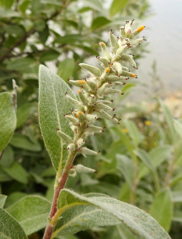 Salix glauca subsp. stipulifera - korvaketunturipajun eminorkot ovat hedelmävaiheessa noin 30-50(-75) mm pitkät ja noin 15-20 mm leveät. Hedelmöityneestä sikiäimestä kehittyy tyveltään pullea ja kärkeä kohti pitkäkaulaisesti kapeneva kota, joka on yksilokeroinen ja monisiemeninen. Se on pinnaltaan peittävän tiheästi harmahtavan huopakarvainen, noin 7-10 mm pitkä ja tyviosastaan noin 2,5-3 mm leveä. Kotaperä on noin 1-1,8 mm pitkä. EnL, Enontekiö, Kilpisjärvi, Kilpisjärven ranta Retkeilykeskuksen venelaiturin lähellä, vesirajan tuntumassa, 475 m mpy, 9.7.2018. Copyright Hannu Kämäräinen.