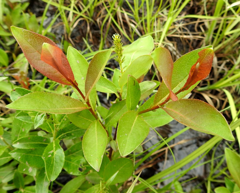 Salix hastata - kalvaspajun lehdet ovat ruodilliset, korvakkeelliset ja oksissa kierteisesti. Sitä ei kovin helposti sotke muihin pajulajeihin johtuen sen suomalaisessa nimessäkin huomioidusta lehtien vaaleudesta. Lehdet voivat aivan nuorena olla myös enemmän tai vähemmän punertavat. EnL, Enontekiö, Kilpisjärvi, retkeilykeskukselta Saanan luoteisrinteelle vievän polun varsi lähellä kohtaa, josta polku lähtee jyrkästi nousemaan Saanalle, 590 m mpy, 6.7.2018. Copyright Hannu Kämäräinen.
