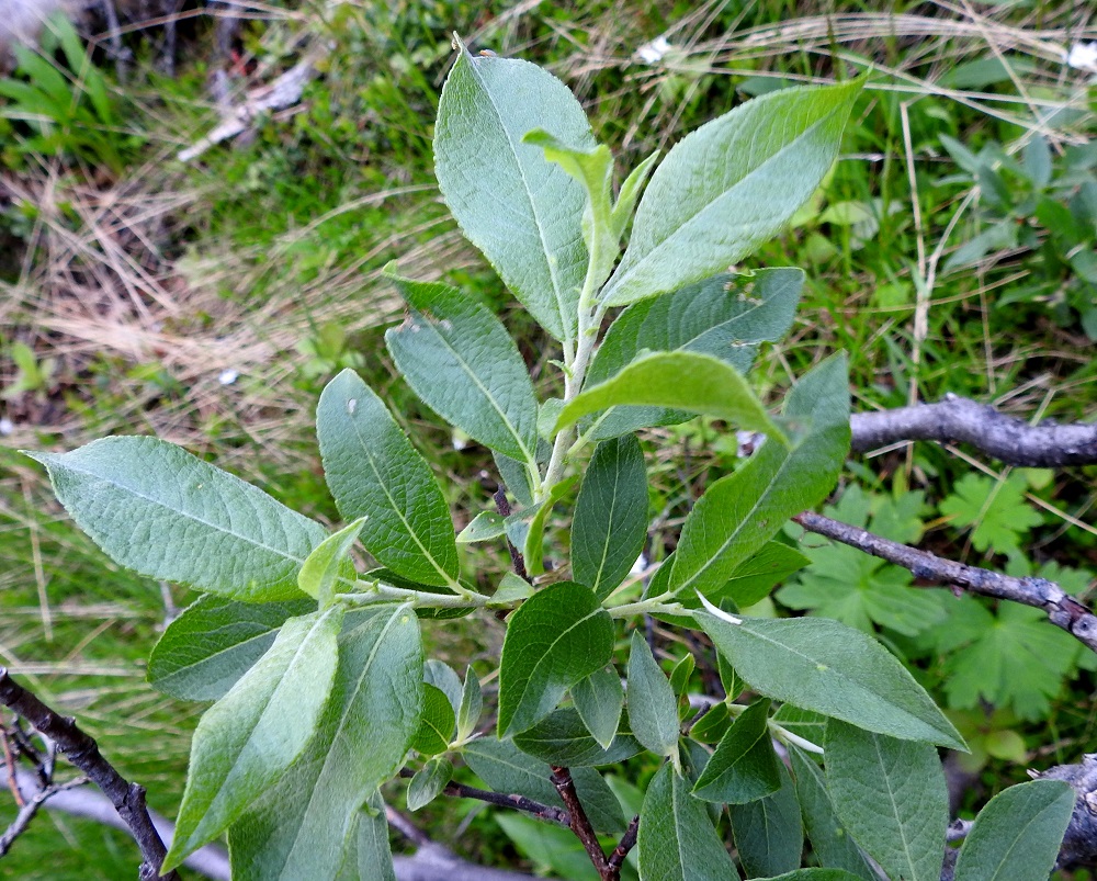Salix myrsinifolia subsp. borealis - oudanmustuvapajun lehtilapa on ehyt, paksu ja lähinnä kapeamman tai leveämmän vastapuikea tai soikea sekä lyhyen tai pitkäsuippuisemman teräväkärkinen ja kiila- tai pyöreähkötyvinen. Se on päältä vihreä tai tummahkonvihreä ja kiilloton tai hieman kiiltävä. Lapa on täysikasvuisena yleensä noin 4-7 cm pitkä ja leveimmältä kohtaa noin 1,5-3 cm leveä. EnL, Enontekiö, Kilpisjärvi, Saanan jyrkkä lounaisrinne, luoteispää, ensimmäisen, matalan pahtaseinämän tyven tunturikoivikko retkeilykeskuksen kohdalla, luonnonsuojelualue, 600 m mpy, 5.7.2018. Copyright Hannu Kämäräinen.