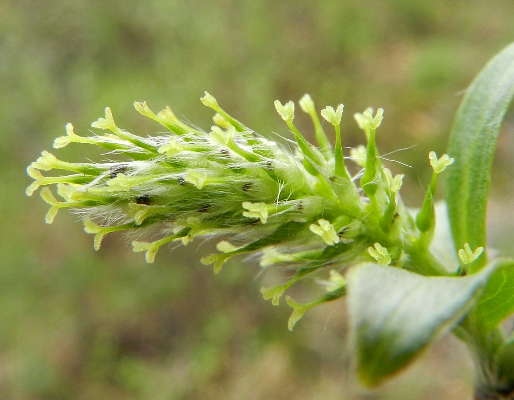 Salix myrsinifolia subsp. myrsinifolia - etelänmustuvapajun emikukassa on noin 1 mm pitkä perä, jonka kärjessä on noin 3-4,5 mm pitkä, kapea ja kärkeä kohti suippeneva sikiäin, joka on kalju, vaikka norkkosuomujen pitkät hapsikarvat sitä usein hämäävästi ympäröivätkin. Sikiäimen kärjessä on noin 0,7-1 mm pitkä vartalo ja kaksi yleensä vaaleankeltaista, noin 0,4-0,6 mm pitkää ja kaksijakoista luottia. EH, Hämeenlinna, Majalahti, Louhoksentien laide, maanläjitysalueen kohdalla, 12.5.2012. Copyright Hannu Kämäräinen.