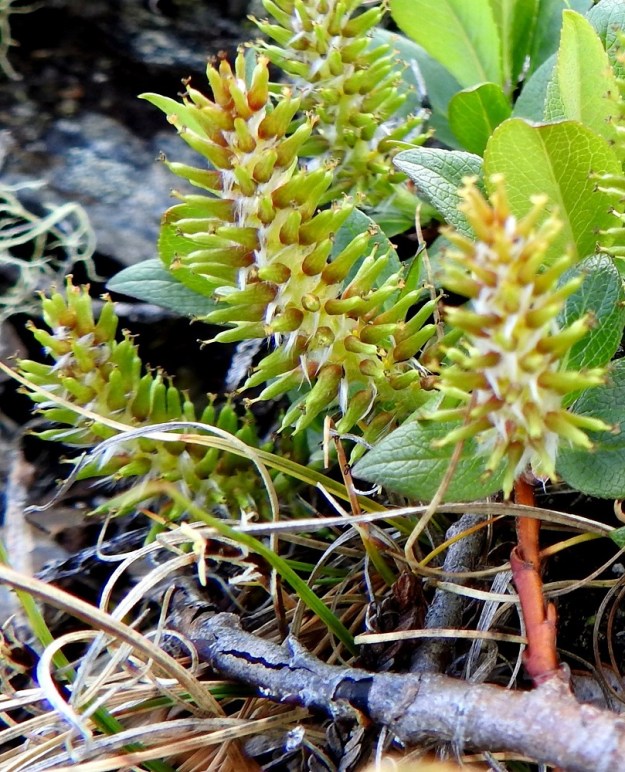 Salix myrsinites- lettopajun sikiäin ja siitä kehittyvä kota voivat harvoin olla myös aivan kaljut. Norkkosuomut ovat kuitenkin tavalliseen tapaan tiheän ja pitkän valkokarvaiset. EnL, Enontekiö, Kilpisjärvi, Saanan jyrkkä ja kallioinen koillisrinne lähellä pahtarinteen ja -seinämän tyveä, Saanajärven luoteispään tasalla, 800 m mpy, 4.7.2025. Copyright Hannu Kämäräinen.