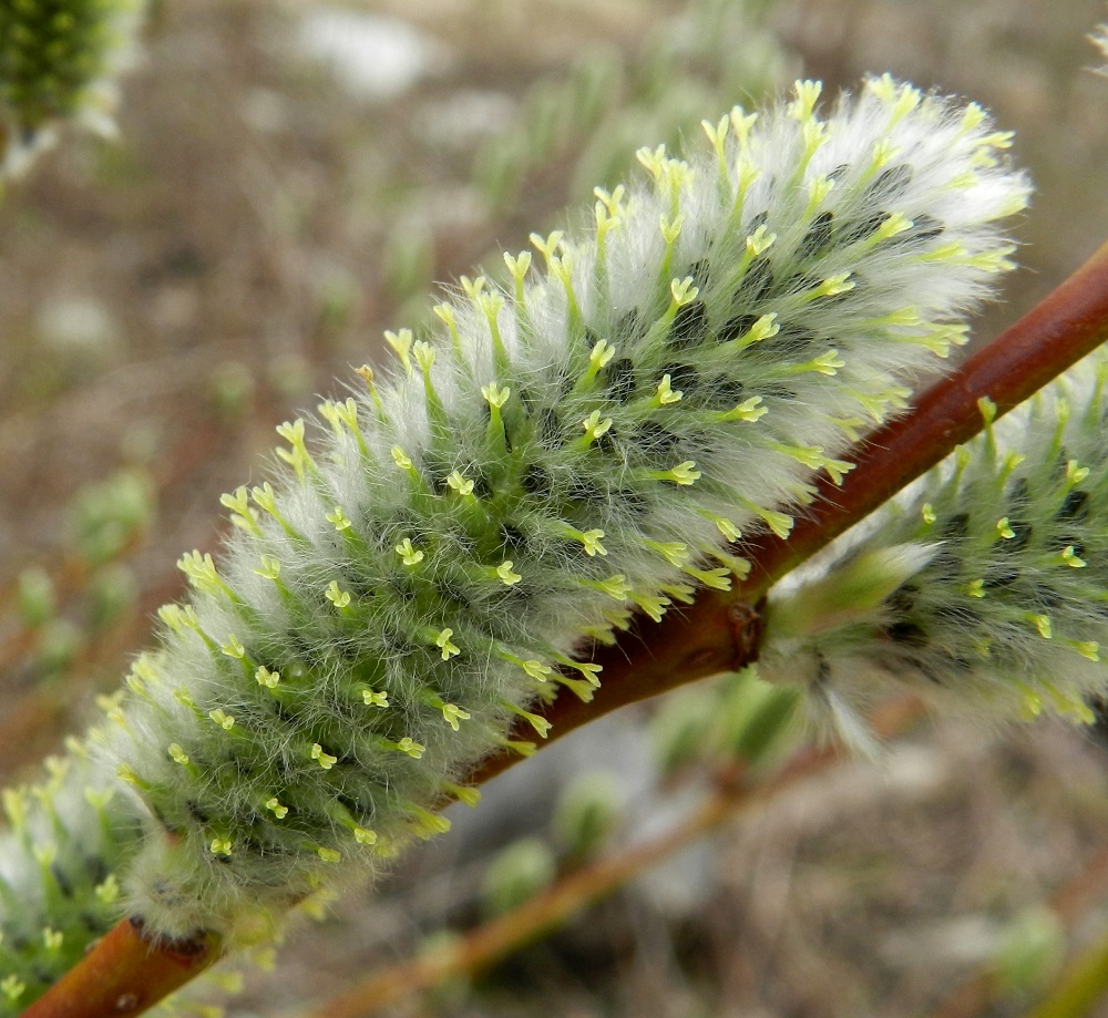 Salix phylicifolia - kiiltopajun emikukassa on noin 1 mm pitkä perä, jonka kärjessä on noin 2,5-3 mm pitkä, kapea, kärkeä kohti suippeneva ja useimmiten tiheäkarvainen sikiäin. Sen kärjessä on noin 0,6-1,5 mm pitkä vartalo ja kaksi yleensä vaaleankeltaista, noin 0,3-0,6 mm pitkää ja kaksijakoista luottia. Norkkosuomut ovat lähinnä kielimäiset tai kapean vastapuikeat, tylppä- tai suippokärkiset ja ainakin kärkiosastaan tummanruskeat tai lähes mustat sekä tiheästi pitkän ja valkoisen hapsikarvaiset. Ne ovat noin 2,5-5 mm pitkät ja noin 0,8-1,3 mm leveät. EH, Hämeenlinna, Luolaja, Hattelmalanjärven luoteispään pitkän rantaneva- ja rämekaistan pohjoispuolinen, pensoittunut joutomaaniitty, 30.4.2012. Copyright Hannu Kämäräinen.