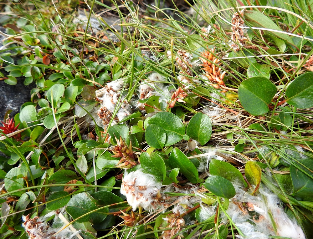 Salix polaris - napapajun kota avautuu kärjestään kaksiliuskaisesti. Siemenet ovat lähinnä sauvamaisen tasasoukat, noin 1-1,2 mm pitkät ja ruskehtavat (eivät erotu kuvassa). Niiden tyvellä on joukko noin 4-6 mm pitkiä ja valkoisia haivenia, jotka siivittävät siementen leviämistä tuulen mukana. EnL, Enontekiö, Kilpisjärvi, Saanan koillispuoli, Saanajärven pohjoispäähän laskevan puron isojen kivien peittämä uoma ja laiteet noin 150 metrin päässä rannasta, n. 700 m mpy, 18.7.2023. Copyright Hannu Kämäräinen.