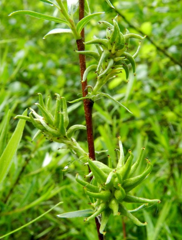 Salix repens subsp. rosmarinifolia - kaitasiropajun eminorkot ovat hedelmävaiheessa tavallisesti noin 10-15 mm pitkät ja noin pituutensa levyiset. 12.7.2012. Copyright Hannu Kämäräinen.