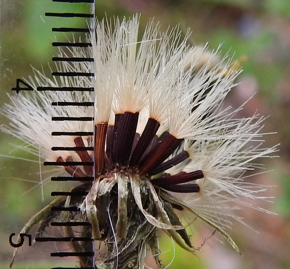 Hieracium sect. Hieracium - salokeltanoiden pähkylät ovat lähes lieriömäisen tasapaksuja tai hieman kärkeä kohti leveneviä, 10-13-harjuisia ja punaruskeita tai lähes mustanruskeita. Ne ovat tavallisesti noin 3-4,5 mm pitkiä ja noin 0,6-0,8 mm leveitä. Niiden kärjessä on harmaanvalkoinen tai hieman kellanruskehtava, varreton ja hapsihaiveninen sekä noin 6-9 mm pitkä pappus eli verhiön muutunnainen, joka auttaa pähkylöitä leviämään tuulen mukana. Kuvassa oleva laji on mustasalokeltano, H. lateriflorum. EH, Hämeenlinna, Loimalahti, rehevä kangasmetsä Tervaniemen ulkoilureitin varressa, Kolkanmäen ja Tervaniemen välillä, 12.7.2025. Copyright Hannu Kämäräinen.