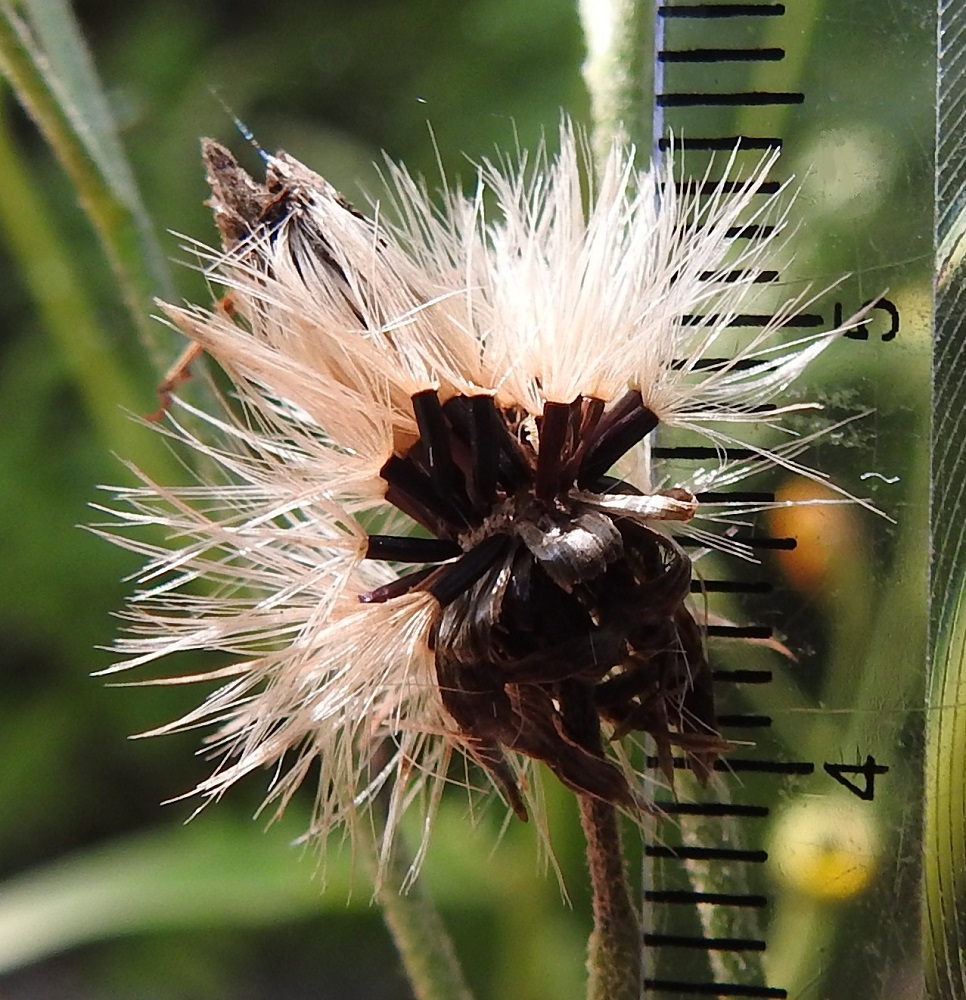 Hieracium sect. Tridentata - tankikeltanoiden pähkylä on lähes lieriömäisen tasapaksu tai hieman kärkeä kohti levenevä, 10-13-harjuinen ja punaruskea tai lähes mustanruskea. Se on tavallisesti noin 3-4,5 mm pitkä ja noin 0,8-1 mm leveä. Sen kärjessä on valkoinen, harmaanvalkoinen tai hieman kellanruskehtava, varreton ja hapsihaiveninen sekä noin 6-7 mm pitkä pappus eli verhiön muutunnainen, joka auttaa pähkylöitä leviämään tuulen mukana. EH, Hämeenlinna, Loimalahti, Kuokkamaa, Ali-Raakkulantieltä kohti Sammontietä metsämaastossa kulkevan kevytväylän laide, 11.8.2025. Copyright Hannu Kämäräinen.