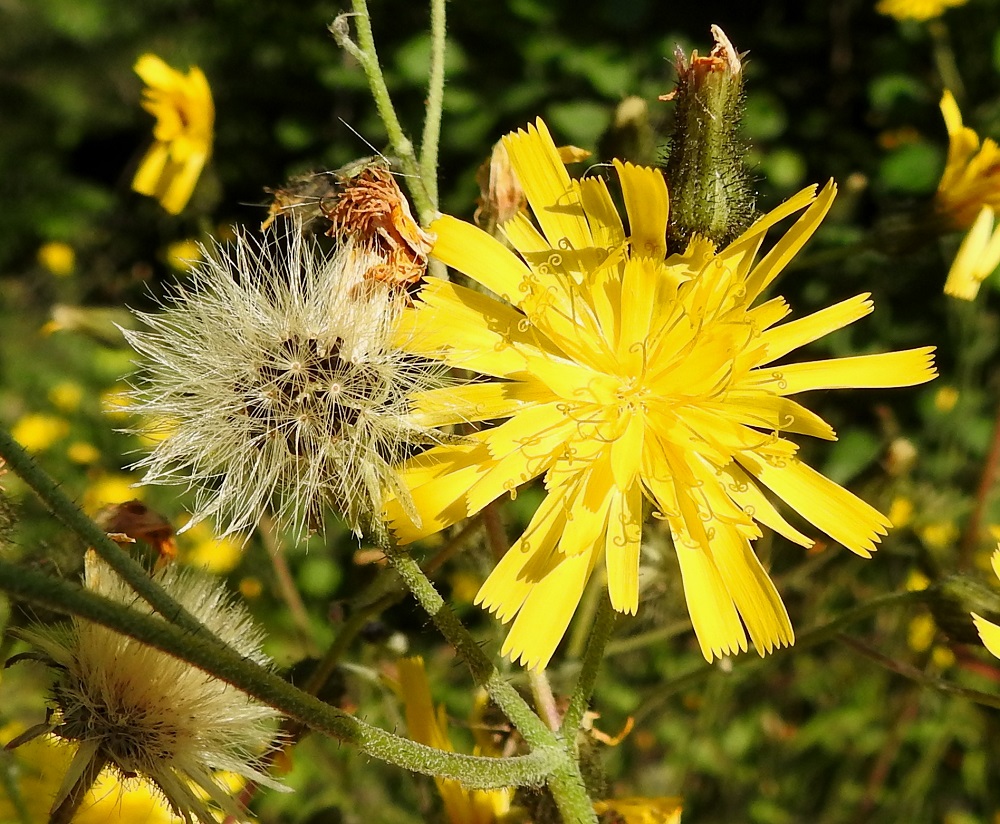 Hieracium sect. Vulgata - ahokeltanoiden kukinta-aika on pitkä. Samaan aikaan kun mykeröstöhuiskilossa avautuu yhä uusia kukintoja, osa on sulkeutuneena lopettanut kukintansa, ja osa on hedelmistön kypsyttyä avautunut haiven- ja pähkyläpalloiksi. EH, Hämeenlinna, Loimalahti, Majalahdentien laita Sammonsuontien risteyksen lounaispuolella, 12.7.2025. Copyright Hannu Kämäräinen.