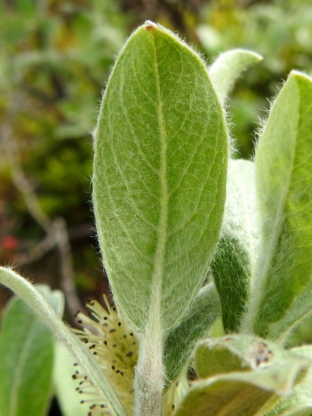 Salix glauca subsp. glauca - norotunturipajun lehtilapa on alapuolelta harmaan- tai sinertävänvihreä ja useimmiten tiheästi vaalean hapsikarvainen. Lehtilaita on litteä ja ehyt. Lehtilapa on sulkasuoninen. Suonipareja on yleensä 6-11. Lehtiruoti on useimmiten noin 4-7 mm pitkä ja tiheästi hapsikarvainen. EnL, Enontekiö, Kilpisjärvi, Mallan luonnonpuisto, Iso-Mallan ja Pikku-Mallan välinen, tasainen tunturikangaspaljakka, Mallalammit, Kalottireitin varressa olevan koillisimman lammen ranta, 600 m mpy, 9.7.2018. Copyright Hannu Kämäräinen.