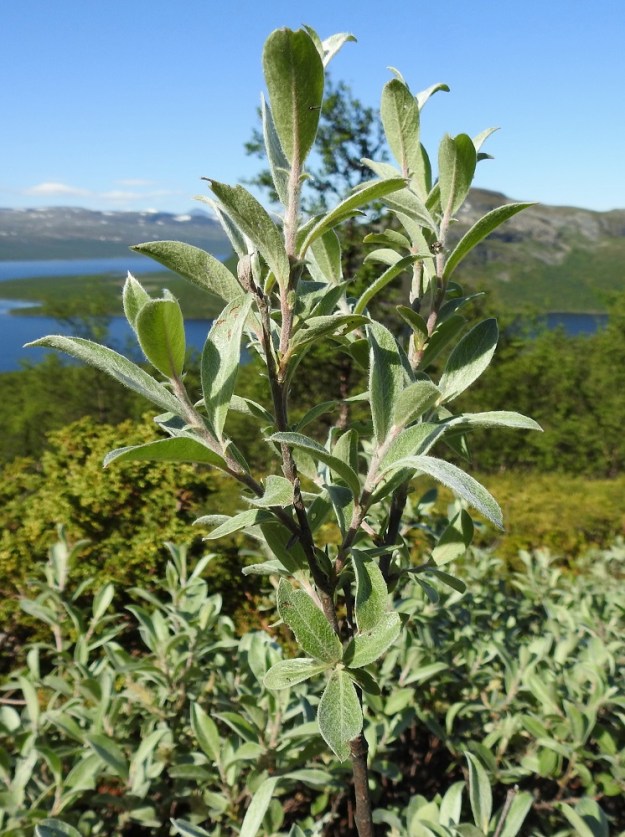 Salix glauca subsp. stipulifera - korvaketunturipajun lehdet ovat ruodilliset ja oksissa kierteisesti. Lehtilapa on paksuhko ja lähinnä kapeahkon vastapuikea sekä lyhyen suippo- tai tylpähkökärkinen ja kiila- tai kapean pyöreähkötyvinen. Se on täysikasvuisena yleensä noin 3,5-7 cm pitkä ja leveimmältä kohtaa noin 1,5-2 cm leveä. EnL, Enontekiö, Kilpisjärvi, retkeilykeskukselta Saanan luoteisrinteelle vievän polun varsi, tunturikoivikon ylärajan yläpuolinen varvikkoalue, 610 m mpy, 5.7.2018. Copyright Hannu Kämäräinen.