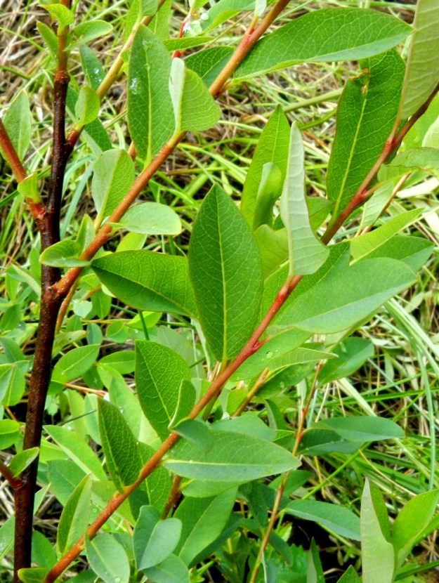 Salix myrtilloides - juolukkapajun lehdet ovat ruodilliset, korvakkeettomat ja oksissa kierteisesti. Lehtilapa on ehyt, lähinnä soikea tai hieman vastapuikea ja lyhyen suippo- tai pyöreähkökärkinen sekä lyhyen kiila- tai pyöreähkötyvinen. Lapa on päältä vihreä tai sinivihreä ja täysikasvuisena kalju sekä tavallisesti noin 1,5-3,5 cm pitkä ja leveimmältä kohtaa noin 0,8-1,7 cm leveä. 12.6.2012. Copyright Hannu Kämäräinen.
