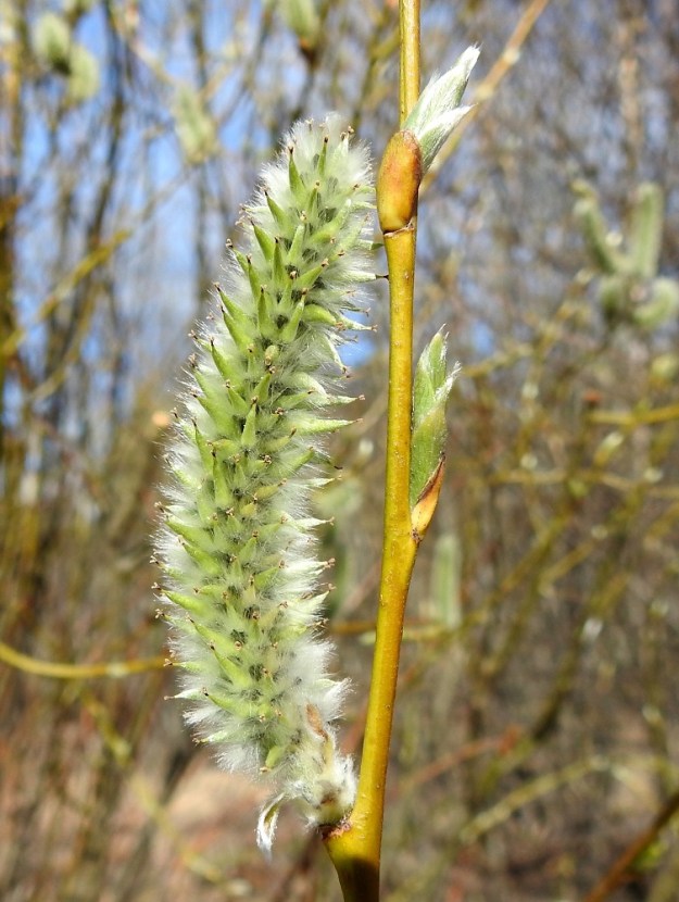 Salix phylicifolia - kiiltopajun eminorkkojen sikiäimet alkavat hedelmöityksen jälkeen kehittyä kotavaiheeseen. Vasta tässä vaiheessa lehtisilmut puhkeavat. Niitä suojannut silmusuomu on noin 3-4 mm pitkä. Lehtilapa on puhjetessaan erityisesti laidoiltaan ja alapuolen keskisuonestaan karvainen mutta kaljuuntuu jo kehityksensä alkuvaiheessa. EH, Hämeenlinna, Loimalahti, Sampo, Sammonojantien koillispuolen pensoittunut joutomaaniitty, 26.4.2022. Copyright Hannu Kämäräinen.