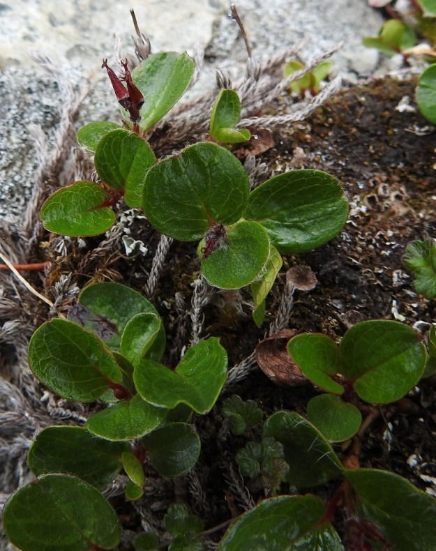 Salix polaris - napapajun lehdet ovat ruodilliset ja oksissa kierteisesti. Lehtilapa on ehyt, ohut ja lähinnä soikea, puikea tai pyöreähkö sekä kärjestään pyöreä, hyvin lyhyen suippo, tylppä tai hieman lantto ja tyvestään pyöreä, herttamainen, suora tai lyhyen kiilamainen. Lapa on päältä yleensä tummanvihreä, sileähköpintainen ja enemmän tai vähemmän kiiltävä. Se on täysikasvuisena tavallisesti noin 0,5-2 cm pitkä ja leveimmältä kohtaa noin 0,5-2 cm leveä. EnL, Enontekiö, Kilpisjärvi, Saanan jyrkkä, kallioinen ja kivikkoinen koillisrinne Saanajärven luoteisosan kohdalla, 735 m mpy, 6.7.2018. Copyright Hannu Kämäräinen.