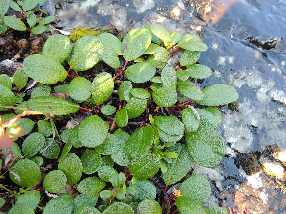 Salix reticulata - verkkolehtipajun lehdet ovat ruodilliset ja oksissa kierteisesti. Lehtilapa on lähinnä soikea, leveän vastapuikea tai pyöreähkö sekä kärjestään pyöreä, hyvin lyhyen suippo, tylppä tai hieman lantto ja tyvestään pyöreä, suora tai hyvin lyhyen kiilamainen. Se on täysikasvuisena tavallisesti noin 1,5-4 cm pitkä ja leveimmältä kohtaa noin 1-3,5 cm leveä. EnL, Enontekiö, Kilpisjärvi, Saanan jyrkkä lounaisrinne, luoteisosa, ensimmäisen, matalan kallioseinämän yläpuolinen, jyrkkä, kallioinen paljakkarinne retkeilykeskuksen kohdalla, luonnonsuojelualue, 630 m mpy, 17.7.2013. Copyright Hannu Kämäräinen.