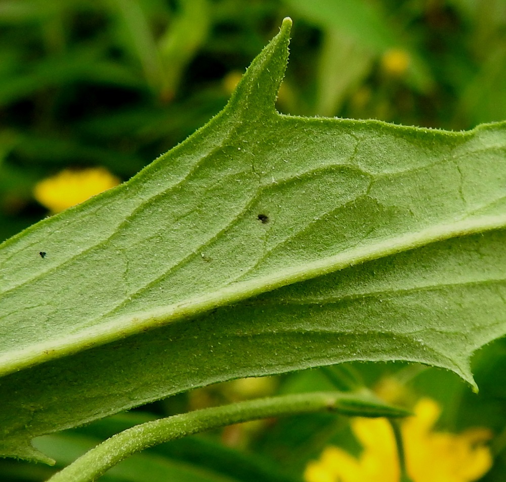 Hieracium umbellatum - sarjakeltanon lehdet ovat kaljut tai laidoiltaan ja alapinnaltaan lyhytkarvaiset. Lehtilaita on hieman alaspäin kiertynyt. EH, Hämeenlinna, Pullerinmäki, Mäkelän teollisuusalue, Pietiläntien laide, 29.7.2025. Copyright Hannu Kämäräinen.
