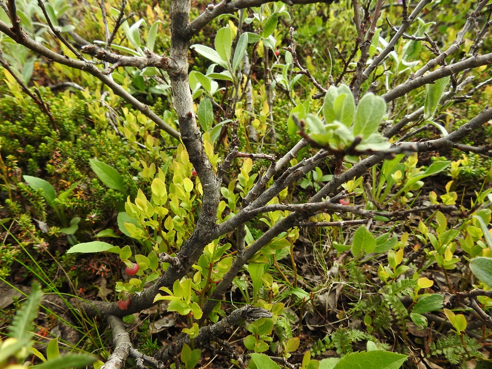 Salix glauca subsp. glauca - norotunturipajun varret, haarat ja vanhemmat oksat ovat harmaanruskeat tai ruskeat ja pinnaltaan usein epätasaiset sekä kyhmyiset. EnL, Enontekiö, Kilpisjärvi, Mallan luonnonpuisto, Iso-Mallan ja Pikku-Mallan välinen, tasainen tunturikangaspaljakka, Mallalammit, Kalottireitin varressa olevan koillisimman lammen ranta, 600 m mpy, 9.7.2018. Copyright Hannu Kämäräinen.