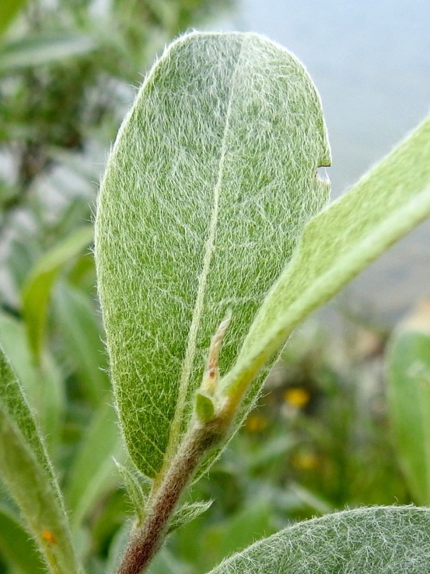 Salix glauca subsp. stipulifera - korvaketunturipajun lehtilapa on päältä vihreä tai tummahkonvihreä, ja tiheästi vaalean ja pitkän hapsikarvainen. Lehtien korvakkeet ovat suikeat, tiheästi vaalean hapsikarvaiset, yleensä noin 5-10 mm pitkät ja leveimmältä kohtaa noin 1,5-3 mm leveät. Ne säilyvät lehdissä tavallisesti koko kasvukauden. EnL, Enontekiö, Kilpisjärvi, Kilpisjärven ranta Retkeilykeskuksen venelaiturin lähellä, vesirajan tuntumassa, 475 m mpy, 9.7.2018. Copyright Hannu Kämäräinen.