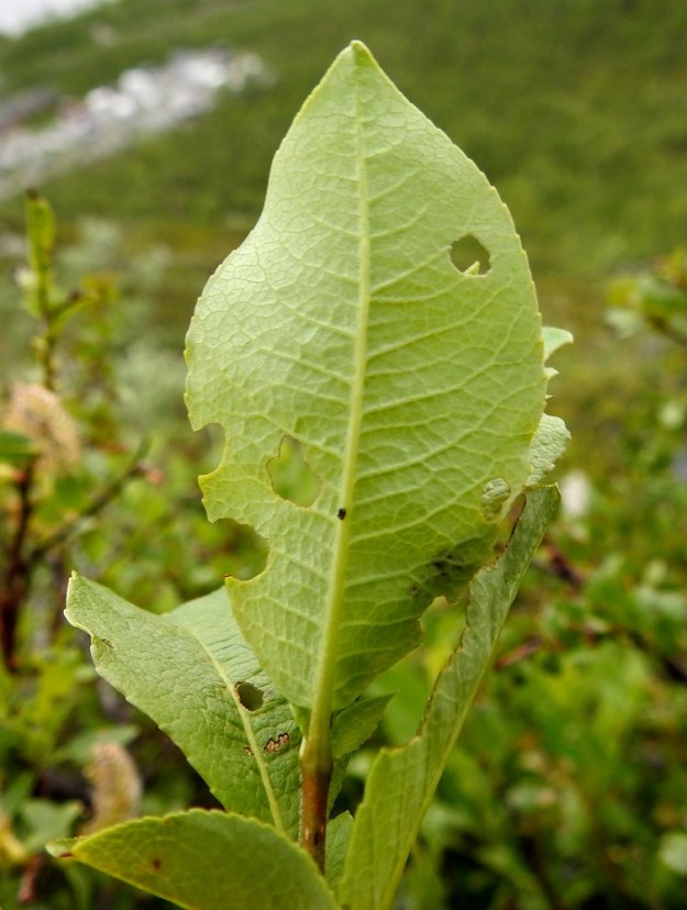 Salix hastata - kalvaspajun lehtilapa ei ole alapuolelta juurikaan yläpuolta vaaleampi. Lehtilaita on tunturikalvaspajulla (kuvassa) litteä. Lehtiruoti on yleensä noin 1-5 mm pitkä. EnL, Enontekiö, Kilpisjärvi, Saanan jyrkkä lounaisrinne, luoteisosa, ensimmäisen, matalan kallioseinämän yläpuolinen jyrkkä varvikkorinne retkeilykeskuksen kohdalla, nykyisin osa laajennettua luonnonsuojelualuetta, 635 m mpy, 5.7.2018. Copyright Hannu Kämäräinen.