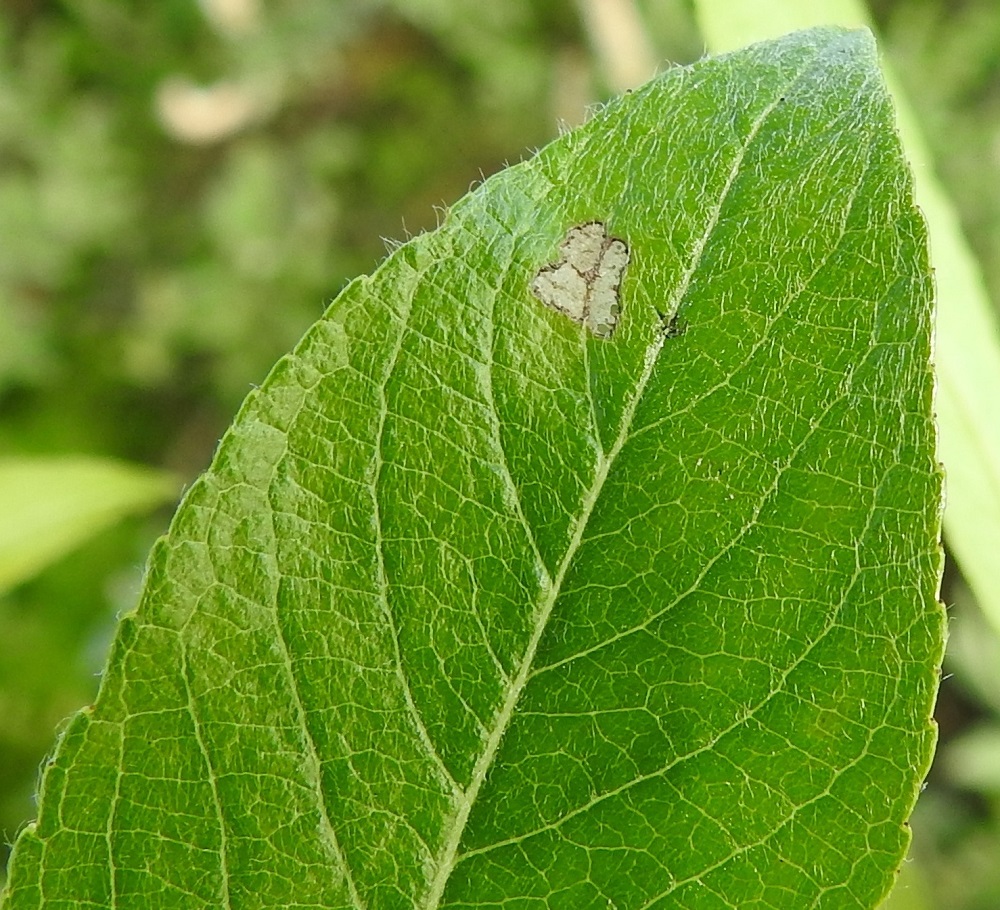 Salix myrsinifolia subsp. borealis - oudanmustuvapajun lehtilapa on päältä tiheäkarvainen, harvahkokarvainen tai toisinaan lopulta lähes kalju. EnL, Enontekiö, Kilpisjärvi, Kilpisjärven ranta Retkeilykeskuksen venerannan kohdalla, rantaan laskevan tien lounaispuolella, 475 m mpy, 10.7.2018. Copyright Hannu Kämäräinen.