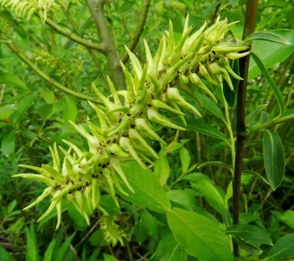Salix myrsinifolia subsp. myrsinifolia - etelänmustuvapajun eminorkot ovat hedelmävaiheessa yleensä noin 40-70 mm pitkät ja noin 15-20 mm leveät. Hedelmöityneestä sikiäimestä kehittyy tyveltään pullea ja kärkeä kohti pitkäkaulaisesti kapeneva kota. Se on vaaleanvihreä tai vihreänruskehtava, kalju, noin 7-9 mm pitkä ja tyviosastaan noin 2-2,5 mm leveä. Kotaperä on noin 1,5-2,5 mm pitkä. EH, Hämeenlinna, Luolaja, Alaspään maneesin eteläpuolella oleva, ilmeisesti entinen, pusikoitunut peltoalue Aleksis Kiven kadun ja Hierontien välissä, 31.5.2012. Copyright Hannu Kämäräinen.