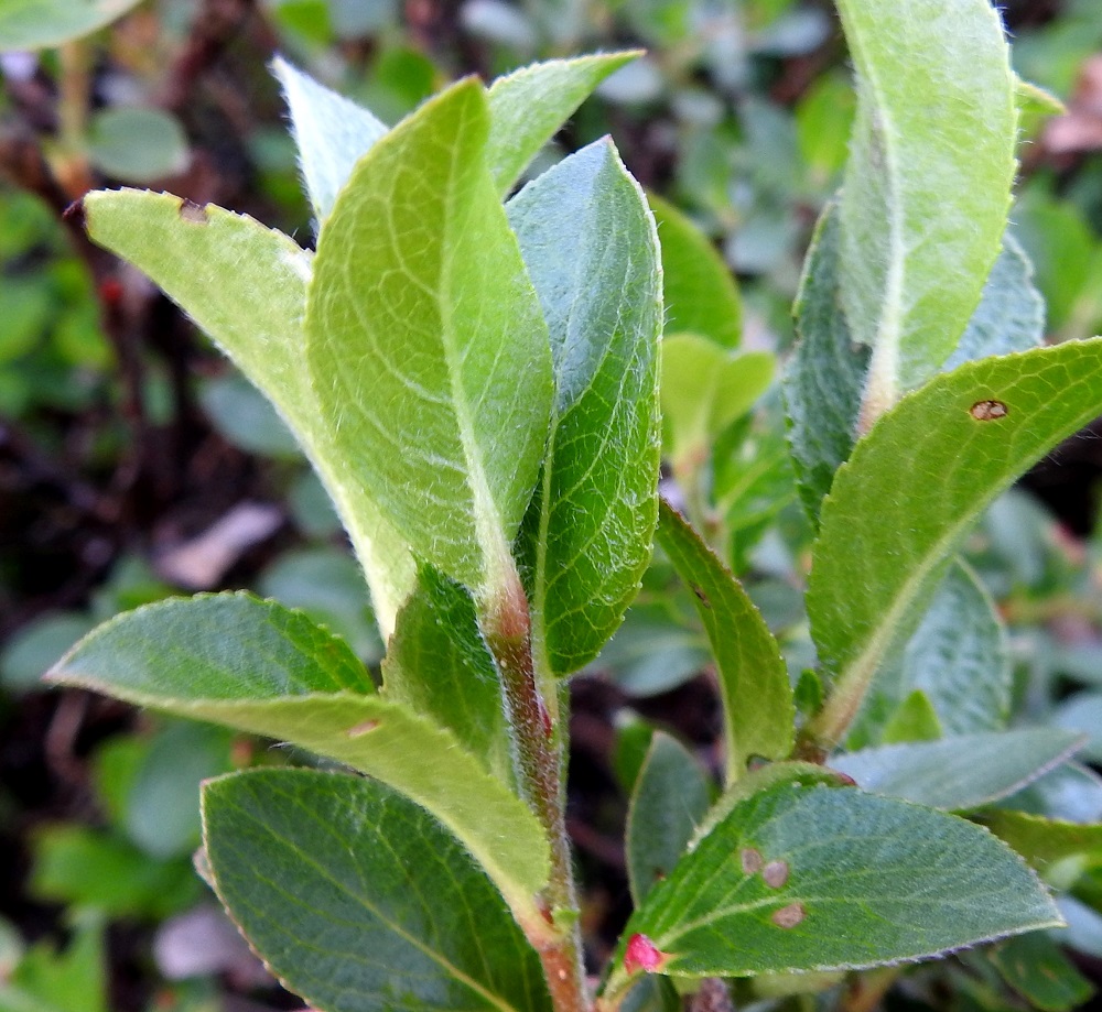 Salix myrsinites- lettopajun lehdet ovat oksissa kierteisesti. Vuosikasvaimet ovat aluksi karvaiset ja myöhemmin kaljuuntuvat. EnL, Enontekiö, Kilpisjärvi, Saanan jyrkkä lounaisrinne, luoteisosa, ensimmäisen, matalan kallioseinämän yläpuolinen, jyrkkä varvikkorinne retkeilykeskuksen kohdalla, tunturikoivikon yläraja, nykyisin osa laajennettua luonnonsuojelualuetta, 620 m mpy, 5.7.2018. Copyright Hannu Kämäräinen.