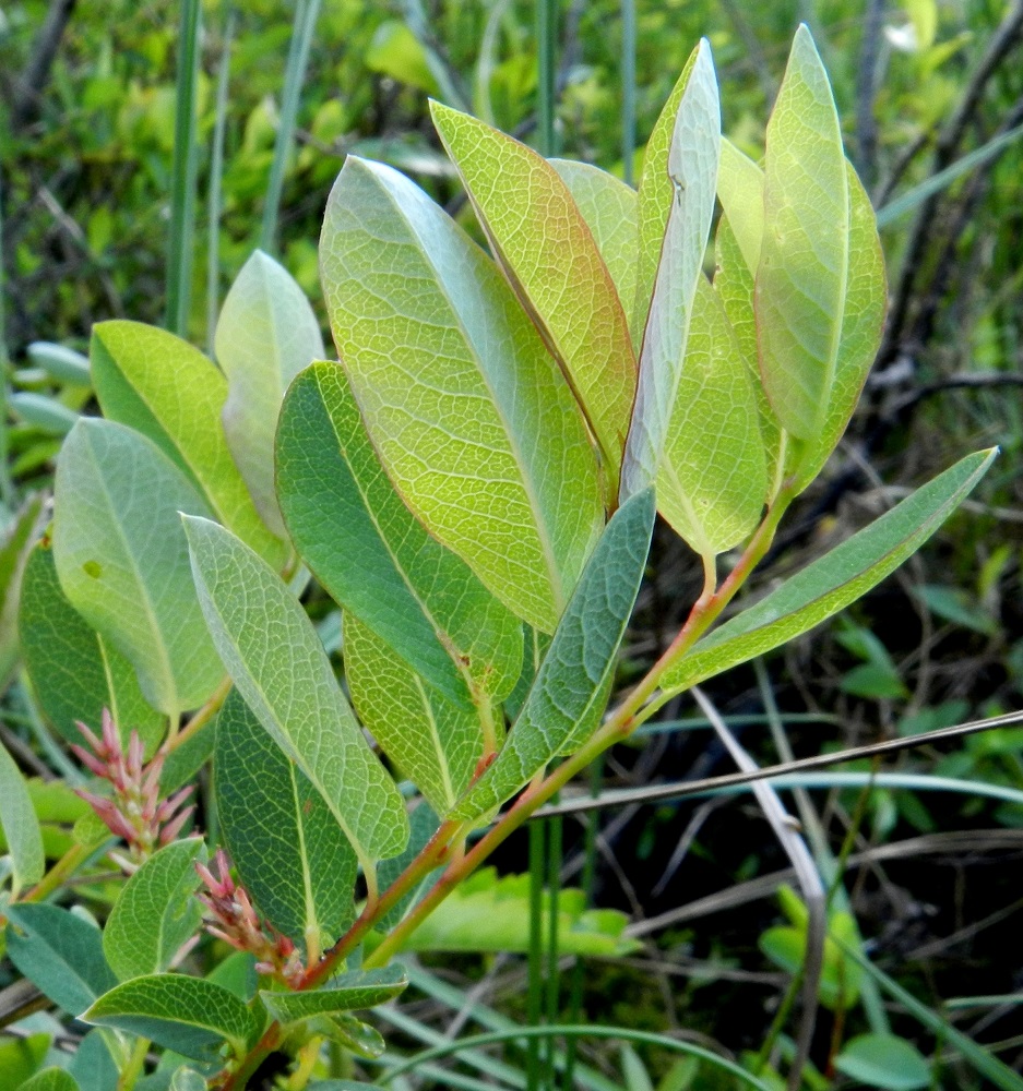 Salix myrtilloides - juolukkapajun lehtilapa on sulkasuoninen ja suonipareja on tavallisesti 5-11. Lehtilaita on ehyt. Lapa on alta vaaleammanvihreä tai vaalean sinivihreä ja täysin kehittyneenä kalju. Keskisuoni on alapuolella koholla ja sivusuonten välinen verkkosuonitus hyvin näkyvillä. Lehtiruoti on yleensä noin 2-4 mm pitkä ja kalju. 12.6.2012. Copyright Hannu Kämäräinen.