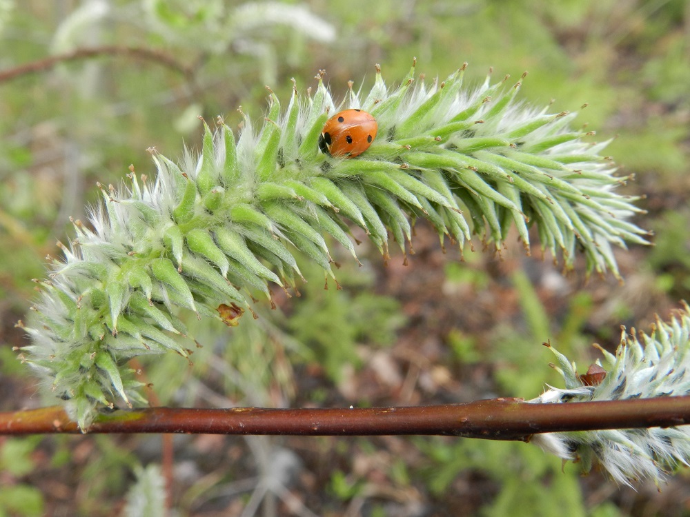 Salix phylicifolia - kiiltopajun eminorkot ovat hedelmävaiheessa yleensä noin 40-70 mm pitkät ja noin 15-20 mm leveät. Kota on tyveltään pullea ja kärkeä kohti pitkäkaulaisesti kapeneva, yksilokeroinen ja monisiemeninen. Se on kellanvihreä tai harmaanvihreä, useimmiten tiheäkarvainen ja harvoin lähes tai aivan kalju, sekä noin 4-9 mm pitkä ja tyviosastaan noin 2-2,5 mm leveä. Kotaperä on noin 1-2 mm pitkä. EH, Hämeenlinna, Majalahti, metsänlaide Louhoksentien varressa, maanläjitysalueen kohdalla, 12.5.2012. Copyright Hannu Kämäräinen.