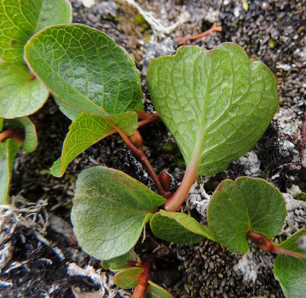 Salix polaris - napapajun lehtilaita on litteä ja useimmiten ehyt. Lehtilavan alapuoli on yläpuolta vaaleamman vihreä, jonkin verran korkosuoninen, kiiltävähkö ja kalju. Lapa on pääsuoniltaan kaarevan sulkasuoninen. Suonipareja on tavallisesti 2-5. Lehtikorvakkeet puuttuvat. Lehtiruoti on yleensä noin 3-7 mm pitkä, kellanruskea - punaruskea ja kalju. Jo heinäkuussa hyvin kehittyneet seuraavan vuoden silmut ovat lähinnä kapean munamaiset, kiiltävähköt ja kaljut. Silmusuomu on yhdiskasvuinen, huppumainen, yleensä vaaleamman tai tummemman punaruskea ja noin 2-4 mm pitkä. EnL, Enontekiö, Kilpisjärvi, Saanan pitkä ja loivahko luoteisrinne, kalliopaljakka lakialueen alapuolella, 965 m mpy, 17.7.2013. Copyright Hannu Kämäräinen.