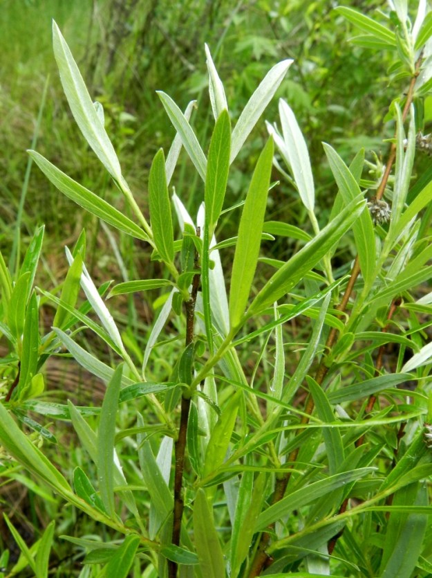 Salix repens subsp. rosmarinifolia - kaitasiropajun lehdet ovat ruodilliset, korvakkeettomat ja oksissa kierteisesti. Lehtilapa on ehyt ja lähinnä kapeanpuikea tai lähes tasasoukka ja noin 5-10 kertaa leveyttään pitempi sekä kapean suippokärkinen ja kiilatyvinen. Se on täysikasvuisena tavallisesti noin 2-5,5 cm pitkä ja leveimmältä kohtaa noin 0,2-0,9 cm leveä. Uudet vuosikasvaimet ovat yleensä tiheästi silkkikarvaiset ja aluksi vihreät sekä kesän edetessä edellisen vuoden vuosikasvainten kaltaisiksi tummenevat. 12.7.2012. Copyright Hannu Kämäräinen.