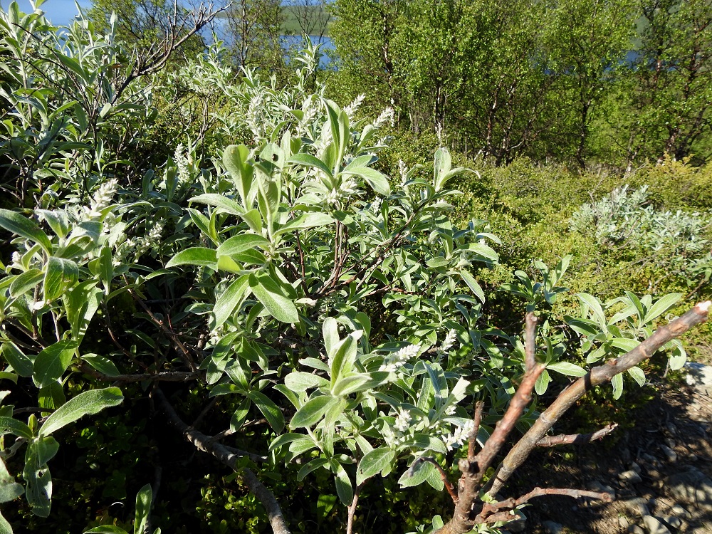 Salix glauca subsp. glauca - norotunturipaju on Suomessa alkuperäinen. Sen esiintymisalue yltää pohjoisesta päin Oulun Pohjanmaan ja Kainuun eliömaakuntiin. Se on yleinen Enontekiön Lapin, Inarin Lapin, Kittilän Lapin ja Sompion Lapin eliömaakunnissa, harvinaisempi Perä-Pohjanmaan ja Koillismaan eliömaakunnissa sekä harvinainen Oulun Pohjanmaan ja Kainuun eliömaakunnissa. EnL, Enontekiö, Kilpisjärvi, retkeilykeskukselta Saanan luoteisrinteelle vievän polun varsi, tunturikoivikon ylärajan yläpuolinen varvikkoalue, 610 m mpy, 5.7.2018. Copyright Hannu Kämäräinen.