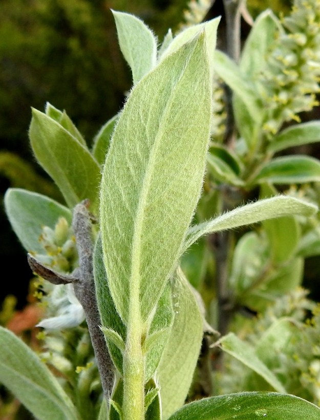Salix glauca subsp. stipulifera - korvaketunturipajun lehtilapa on alapuolelta harmaan- tai sinertävänvihreä ja tiheästi vaalean hapsikarvainen. Lehtilaita on litteä ja ehyt. Lehtilapa on sulkasuoninen. Suonipareja on yleensä 6-11. Lehtiruoti on useimmiten noin 4-7 mm pitkä ja tiheästi hapsikarvainen. EnL, Enontekiö, Kilpisjärvi, retkeilykeskukselta Saanan luoteisrinteelle vievän polun varsi, tunturikoivikon ylärajan yläpuolinen varvikkoalue, 610 m mpy, 5.7.2018. Copyright Hannu Kämäräinen.