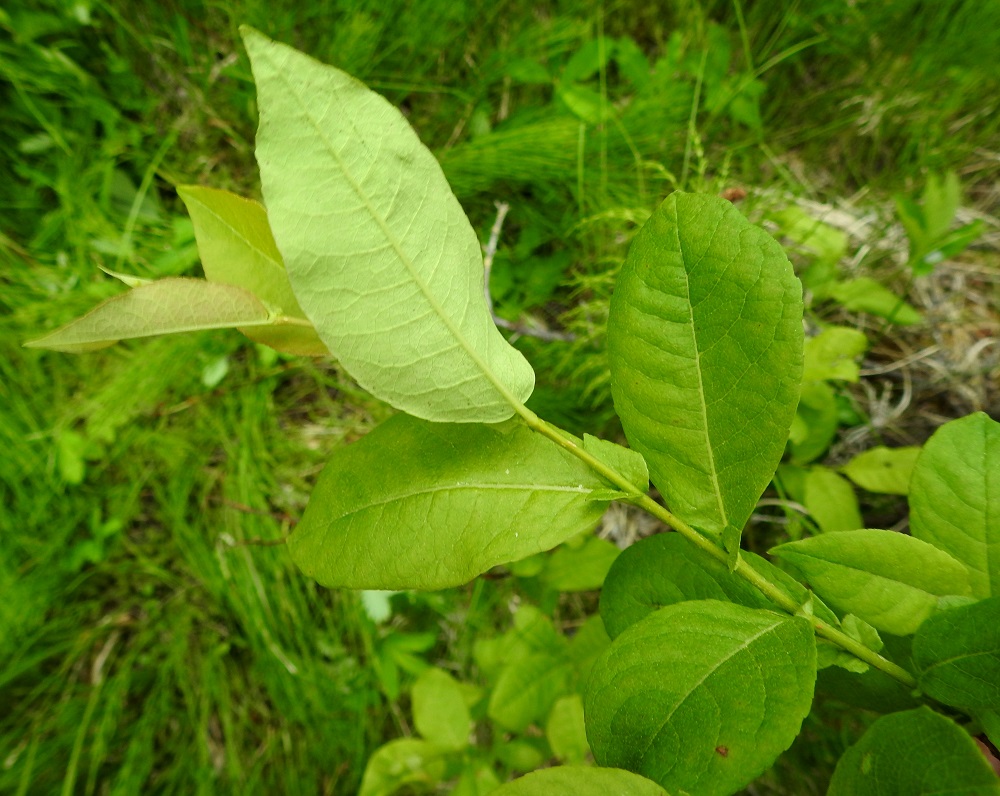 Salix hastata - kalvaspajun toisen alalajin, idänkalvaspajun, lehtilapa on lähinnä soikeahko tai vastapuikea, yleensä noin 4-7 cm pitkä ja leveimmältä kohtaa noin 2-4 cm leveä. Lehtilaita on ainakin toisinaan hieman alaspäin kiertynyt. KiL, Kittilä, Rouravaara, Pokantien (tie 9552) luoteispuoli, laajan Pahasvuoman suoalueen vetinen, lettoinen ja lähteikköinen, Nuutijokeen rajautuva itälaita, metsäsaarekkeen ja avoimen, vetisen suon rajalla oleva lähteikköalue, 230-235 m mpy, 7.7.2025. Copyright Hannu Kämäräinen.
