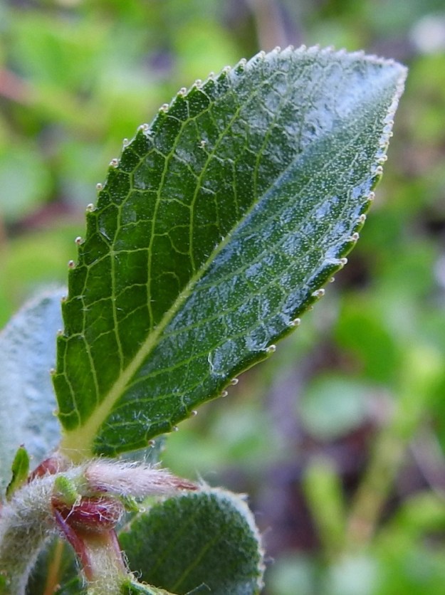 Salix myrsinites- lettopajun lehtilapa on jäykän paksuhko ja lähinnä soikea sekä lyhyen suippokärkinen ja lyhyen kiila- tai pyöreähkötyvinen. Lehtilaita on koko mitaltaan nystyhampainen. Lapa on päältä tummahkonvihreä ja rasvankiiltoinen. EnL, Enontekiö, Kilpisjärvi, Saanan jyrkkä lounaisrinne, luoteisosa, ensimmäisen, matalan kallioseinämän yläpuolinen, jyrkkä varvikkorinne retkeilykeskuksen kohdalla, tunturikoivikon yläraja, nykyisin osa laajennettua luonnonsuojelualuetta, 620 m mpy, 5.7.2018. Copyright Hannu Kämäräinen.