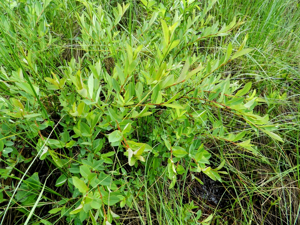 Salix myrtilloides - juolukkapaju on Suomessa alkuperäinen, ja sen esiintymisalue kattaa Ahvenanmaata lukuun ottamatta koko maan. Laji on yleinen pohjoisesta päin Oulun Pohjanmaan ja Kainuun eliömaakuntiin saakka sekä enemmän tai vähemmän harvinainen etelämpänä. 12.6.2012. Copyright Hannu Kämäräinen.