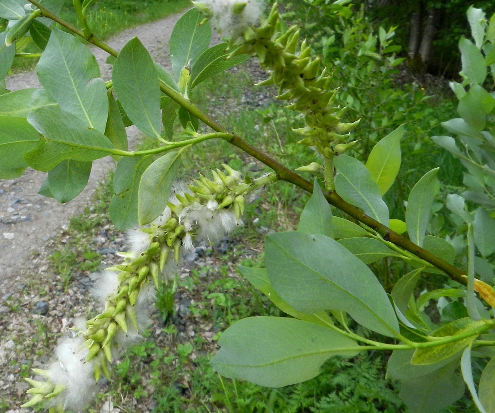 Salix phylicifolia - kiiltopajun kota avautuu kärjestään kaksiliuskaisesti. Siemenet (eivät näy kuvassa) ovat kapeansuikeat tai lähes tasasoukat ja noin 1-1,5 mm pitkät. Niiden tyvellä on joukko noin 6-8 mm pitkiä, valkoisia ja tuulen mukana leviämistä helpottavia haivenia. EH, Hämeenlinna, Keinusaari, Varikonniemi, niemen tyvialueen laitametsikkö lähellä radanvartta, 30.5.2012. Copyright Hannu Kämäräinen.