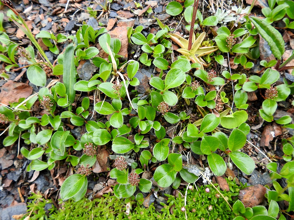 Salix polaris - napapaju on Suomessa alkuperäinen. Se kasvaa harvinaisena Enontekiön Lapin ja erittäin harvinaisena Inarin Lapin eliömaakunnissa. Vuonna 2019 julkaistussa uhanalaisuusarvioinnissa se on todettu silmälläpidettäväksi (NT). Luokkaan johtaneena kriteerinä on yksilöiden määrän merkittävä vähentyminen. Uhkatekijänä on ilmastonmuutos. Kuvan alalaidassa näkyy seuralaisena oleva tunturikohokki, Silene acaulis ja ylälaidassa mm. siniyökönlehden, Pinguicula vulgaris, lehtiruusuke. EnL, Enontekiö, Kilpisjärvi, Saanan jyrkkä, kallioinen ja kivikkoinen koillisrinne pahtaseinämän tyvellä, Saanajärven luoteisosan kohdalla, 800 m mpy, 6.7.2018. Copyright Hannu Kämäräinen.