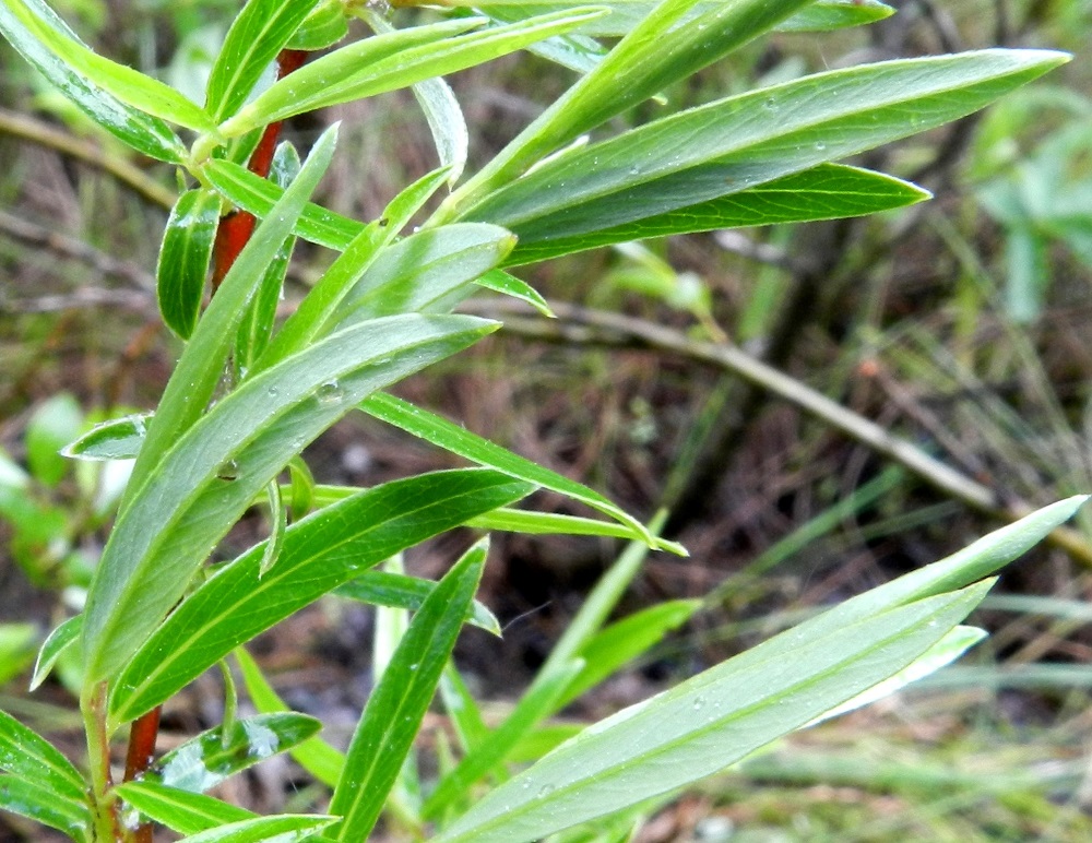 Salix repens subsp. rosmarinifolia - kaitasiropajun lehtilapa on sulkasuoninen, ja suonipareja on tavallisesti 8-13. Lehtilaita on ehyt, litteä tai erittäin kapeasti alaspäin kiertynyt ja erityisesti nuorena harvanystyinen. Lapa on päältä vihreä, varsinkin laidoistaan tiheästi lyhyen silkkikarvainen ja muuten vaihtelevasti karvainen tai kaljuhko. Alapuoli on useimmiten harmaanvihreä ja vaihtelevasti pinnanmyötäisesti silkkikarvainen. Lehtiruoti on yleensä noin 1-3 mm pitkä. 12.7.2012. Copyright Hannu Kämäräinen.