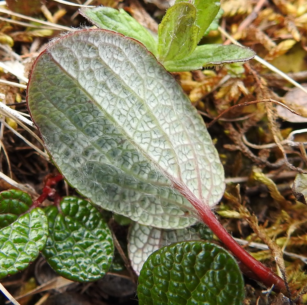 Salix reticulata - verkkolehtipajun lehtien alapuoli on vaaleanharmaa, korkosuoninen ja kalju tai erityisesti suonistaan pitkäkarvainen tai paikoin jopa lähes vanukkeinen. Lehtilaita on hieman alaspäin kiertynyt ja ehyt tai epäsäännöllisesti matalan nyhäinen. EnL, Enontekiö, Kilpisjärvi, Saanan pitkä ja loivahko luoteisrinne, lounaislaita lähellä pahtaseinämää, tunturikankaan paljakkarinne, 720 m mpy, 5.7.2018. Copyright Hannu Kämäräinen.