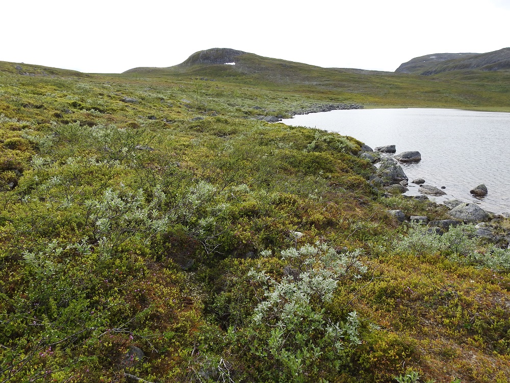 Salix glauca subsp. glauca - norotunturipajun kasvupaikkoina ovat lähinnä tunturipajukot ja -kankaat, avosoiden laitamat ja jänteet, lähteiköt sekä jokien, järvien ja lampien tulvarannat. EnL, Enontekiö, Kilpisjärvi, Mallan luonnonpuisto, Iso-Mallan ja Pikku-Mallan välinen, tasainen tunturikangaspaljakka, Mallalammit, Kalottireitin varressa olevan koillisimman lammen ranta, 600 m mpy, 9.7.2018. Copyright Hannu Kämäräinen.