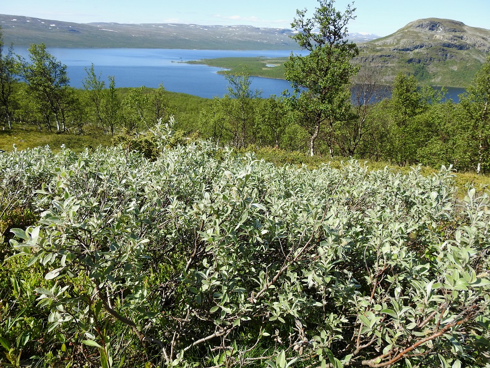 Salix glauca subsp. stipulifera - korvaketunturipaju on Suomessa alkuperäinen. Sen esiintymisalue yltää pohjoisesta päin Perä-Pohjanmaan, Koillismaan ja Kainuun eliömaakuntiin. Se on yleinen vain Enontekiön Lapin ja Inarin Lapin eliömaakunnissa sekä muualla esiintymisalueellaan harvinainen. EnL, Enontekiö, Kilpisjärvi, retkeilykeskukselta Saanan luoteisrinteelle vievän polun varsi, tunturikoivikon ylärajan yläpuolinen varvikkoalue, 610 m mpy, 5.7.2018. Copyright Hannu Kämäräinen.