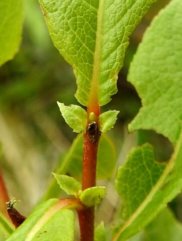 Salix hastata - kalvaspajun lehtikorvakkeet ovat suikeat tai puikeat ja tunturikalvaspajulla (kuvassa) laidoiltaan nystyhampaiset sekä noin 1,5-7 mm pitkät ja leveimmältä kohtaa noin 0,5-5 mm leveät. EnL, Enontekiö, Kilpisjärvi, Saanan jyrkkä lounaisrinne, luoteisosa, ensimmäisen, matalan kallioseinämän yläpuolinen jyrkkä varvikkorinne retkeilykeskuksen kohdalla, nykyisin osa laajennettua luonnonsuojelualuetta, 635 m mpy, 5.7.2018. Copyright Hannu Kämäräinen.