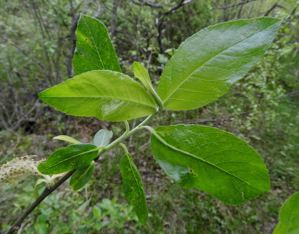 Salix myrsinifolia subsp. myrsinifolia - etelänmustuvapajun lehdet ovat ruodilliset ja oksissa kierteisesti. Ne ovat laidoiltaan litteät ja useimmiten matalahampaiset, nyhäiset tai harvoin lähes ehyet. Lapa on päältä vihreä tai tummahkonvihreä, hieman kiiltävä ja niukahkosti lyhytkarvainen tai kalju. Se on täysikasvuisena tavallisesti noin 4-8 cm pitkä ja leveimmältä kohtaa noin 2-3,5 cm leveä. EH, Hämeenlinna, Luolaja, Hattelmalanjärven luoteispään laaja rantaneva- ja -viita-alue Hieronvainion peltoalueen pohjoiskärjen kohdalla, lähellä Aleksis Kiven katua, luonnonsuojelualueen laita, 31.5.2012. Copyright Hannu Kämäräinen.