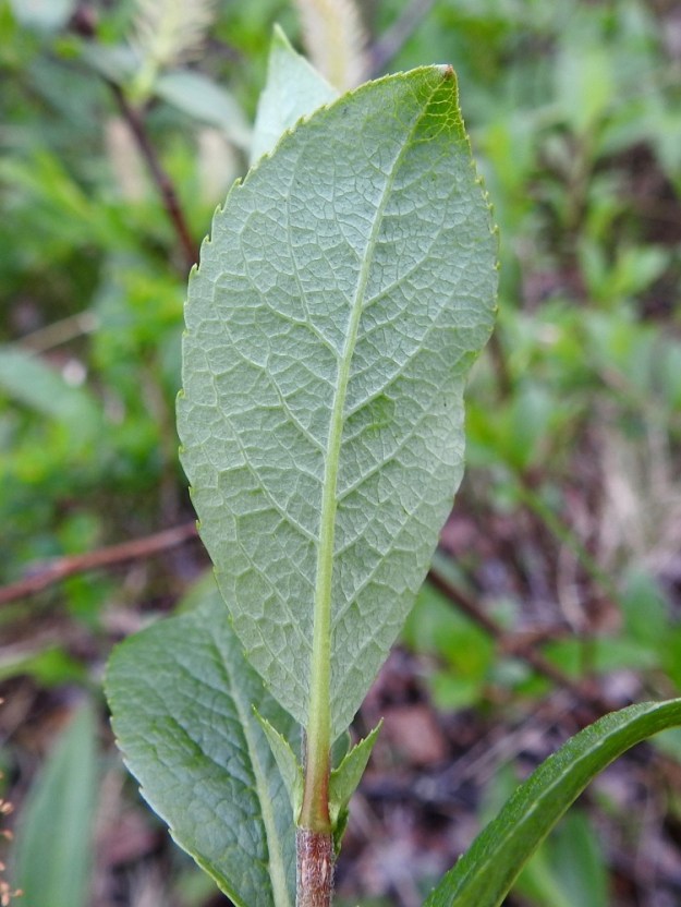 Salix myrsinites- lettopajun lehdet ovat korvakkeelliset ja sulkasuoniset. Suonipareja on useimmiten 5-10. Lehtilapa on täysikasvuisena tavallisesti noin 1,5-3,5 cm pitkä ja leveimmältä kohtaa noin 0,7-1,5 cm leveä. Lapa on alapuolelta yläpuolta vaaleammanvihreä ja korkosuoninen. Lehtiruoti on yleensä noin 1-4 mm pitkä. Korvakkeet ovat suikeat tai puikeahkot, laidoiltaan nystyhampaiset, kaljut ja pysyvät sekä yleensä noin 2-6 mm pitkät ja leveimmältä kohtaa noin 1,5-3 mm leveät. EnL, Enontekiö, Kilpisjärvi, Saanan jyrkkä lounaisrinne, luoteisosa, ensimmäisen, matalan kallioseinämän yläpuolinen, jyrkkä varvikkorinne retkeilykeskuksen kohdalla, tunturikoivikon yläraja, nykyisin osa laajennettua luonnonsuojelualuetta, 620 m mpy, 5.7.2018. Copyright Hannu Kämäräinen.
