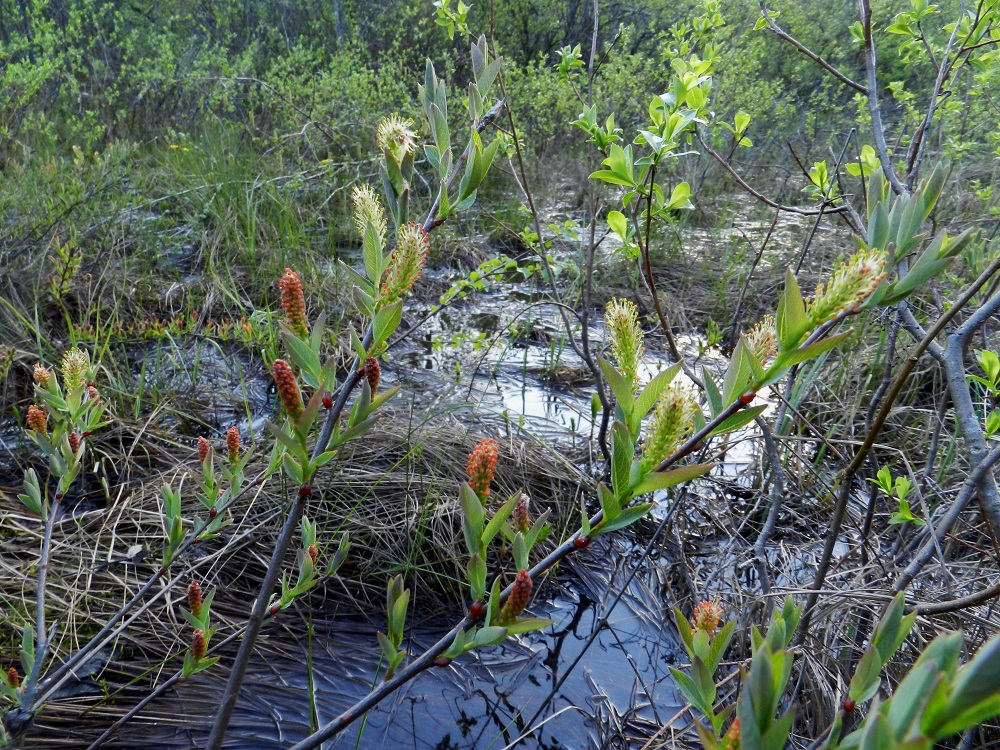 Salix myrtilloides - juolukkapajun kasvupaikkoina ovat lähinnä nevat, rämeet, korvet ja soistuvat rannat. 21.5.2012. Copyright Hannu Kämäräinen.