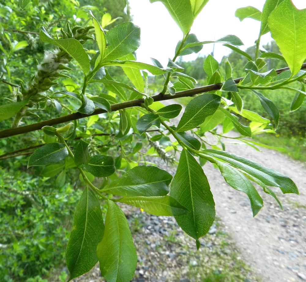 Salix phylicifolia - kiiltopajun vuosikasvaimet ovat aluksi vihertävät mutta tummuvat loppukesään mennessä edellisen vuoden vuosikasvainten kaltaisiksi. Lehdet ovat ruodilliset ja oksissa kierteisesti. Niiden korvakkeet tavallisesti puuttuvat, mutta toisinaan niissä voi olla pieni, puikea ja noin 1-2 mm pitkä korvakepari, joka karisee varhain. Lehtilapa on kalju, lähinnä soikea - kapeamman tai leveämmän vastapuikea ja lyhyen tai pitkäsuippuisemman teräväkärkinen sekä kiilatyvinen. Lehtilaita on kärki- ja tyviosastaan usein ehyt mutta muuten yleensä nyhäinen tai matalan nystyhampainen. Se on päältä tummahkonvihreä ja kiiltävä. EH, Hämeenlinna, Keinusaari, Varikonniemi, niemen tyvialueen laitametsikkö lähellä radanvartta, 30.5.2012. Copyright Hannu Kämäräinen.