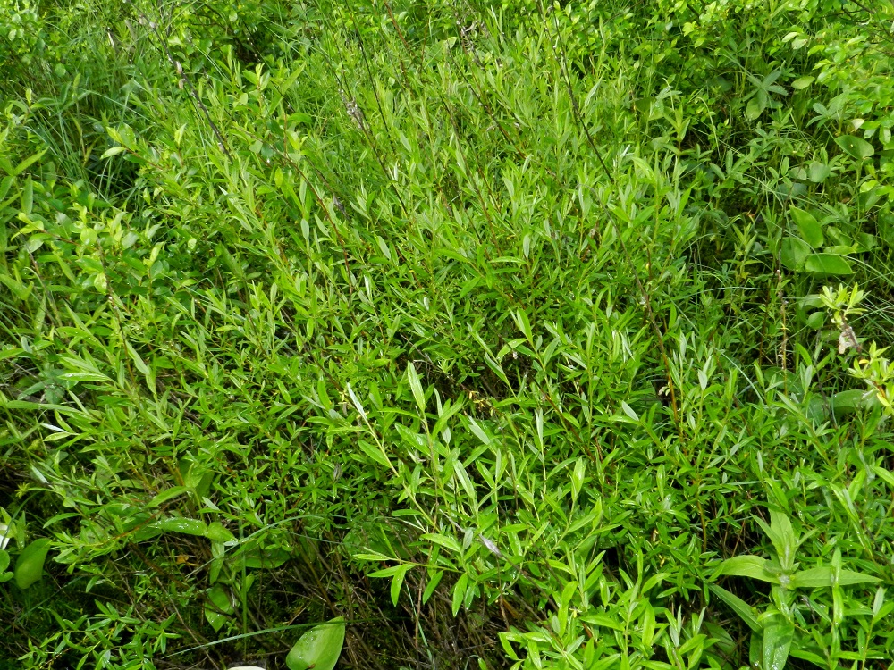 Salix repens subsp. rosmarinifolia - kaitasiropaju on Suomessa alkuperäinen, ja sen esiintymisalue yltää etelästä päin Oulun Pohjanmaan ja Kainuun eliömaakuntiin saakka. Se on yleisehkö Varsinais-Suomen, Uudenmaan, Satakunnan ja Etelä-Hämeen eliömaakunnissa sekä harvinainen muualla esiintymisalueellaan. Kasvupaikkoina ovat lähinnä rämeitten ja korpien reuna- alueet, soistuvat rannat, suoniityt sekä erilaiset pientareet. 12.7.2012. Copyright Hannu Kämäräinen.