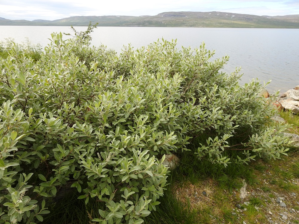 Salix glauca subsp. stipulifera - korvaketunturipajun kasvupaikkoina ovat lähinnä tunturipajukot ja -kankaat, avosoiden laitamat ja jänteet, lähteiköt sekä jokien, järvien ja lampien tulvarannat. Kasvupaikat eivät poikkea nimialalajin, norotunturipajun, kasvupaikoista. EnL, Enontekiö, Kilpisjärvi, Kilpisjärven ranta Retkeilykeskuksen venelaiturin lähellä, vesirajan tuntumassa, 475 m mpy, 9.7.2018. Copyright Hannu Kämäräinen.