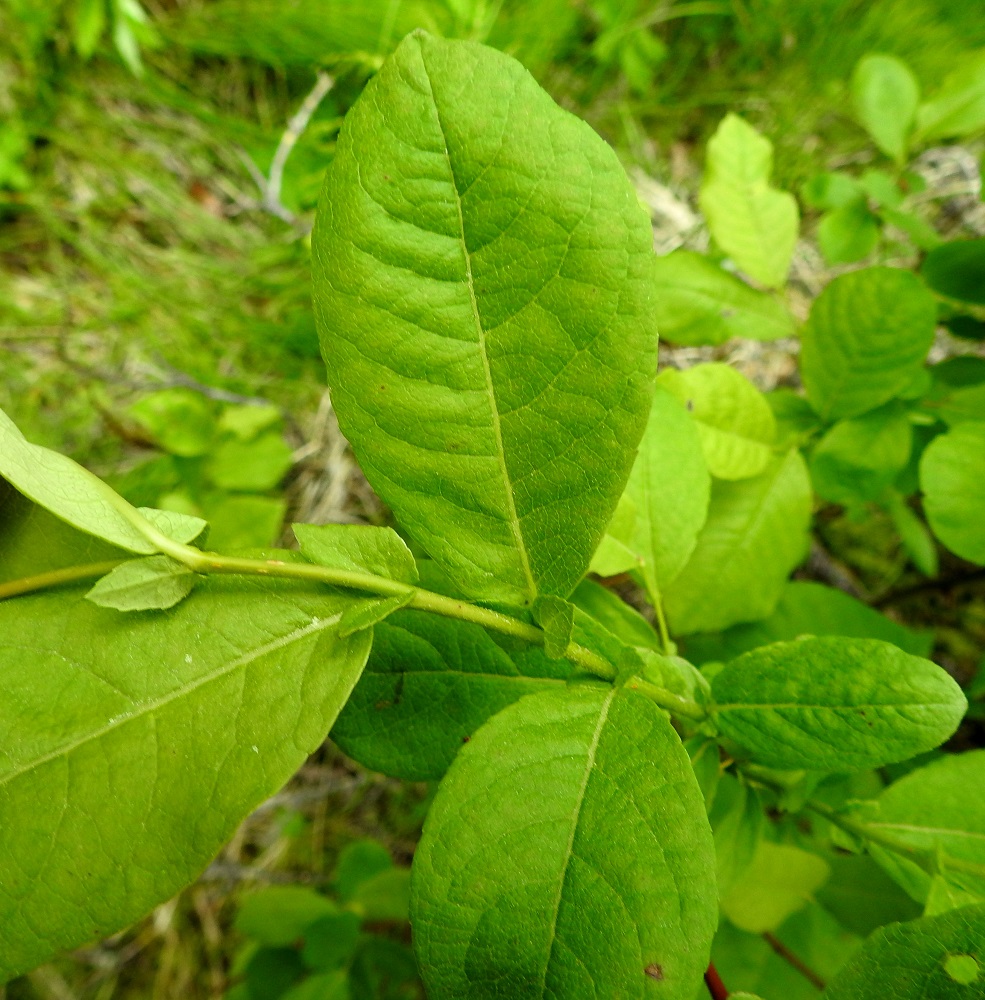 Salix hastata - kalvaspajun alalajilla, idänkalvaspajulla, lehtikorvakkeet ovat laidoiltaan ehyehköt tai pienihampaiset, yleensä nystyttömät ja noin 2-13 mm pitkät sekä leveimmältä kohtaa noin 1-7 mm leveät. KiL, Kittilä, Rouravaara, Pokantien (tie 9552) luoteispuoli, laajan Pahasvuoman suoalueen vetinen, lettoinen ja lähteikköinen, Nuutijokeen rajautuva itälaita, metsäsaarekkeen ja avoimen, vetisen suon rajalla oleva lähteikköalue, 230-235 m mpy, 7.7.2025. Copyright Hannu Kämäräinen.
